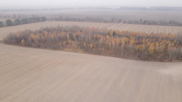 Puste pole orkowe jesienią, widok z lotu ptaka — Wideo stockowe