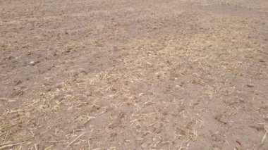 Sonbaharda boş tarla, hava manzarası