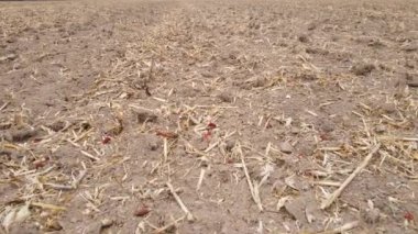 Sonbaharda boş tarla, hava manzarası