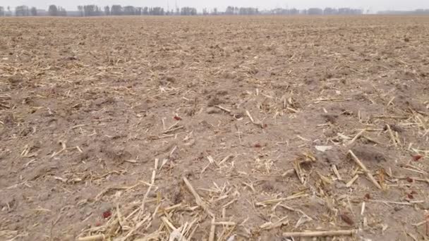 Пустое вспаханное поле осенью, вид с воздуха — стоковое видео