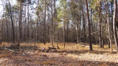 Bir sonbahar gününde ağaçlı orman