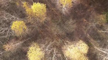 Bir sonbahar gününde ağaçlı orman