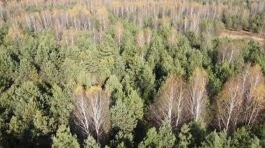 Bir sonbahar gününde ağaçlı orman