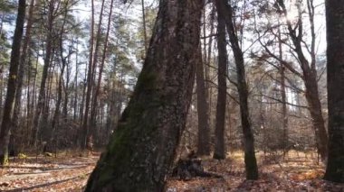 Bir sonbahar gününde ağaçlı orman