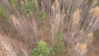 Bir sonbahar gününde ağaçlı orman