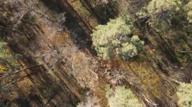 Bir sonbahar gününde ağaçlı orman