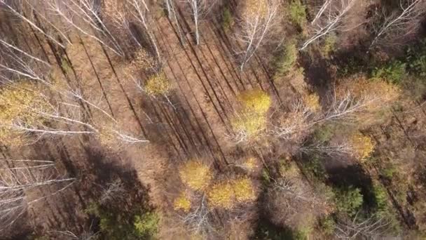 Wald mit Bäumen an einem Herbsttag — Stockvideo