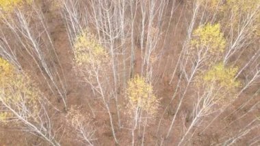 Bir sonbahar gününde ağaçlı orman