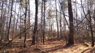 Bir sonbahar gününde ağaçlı orman