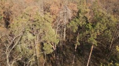 Bir sonbahar gününde ağaçlı orman