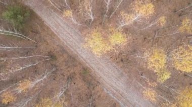 Bir sonbahar gününde ağaçlı orman