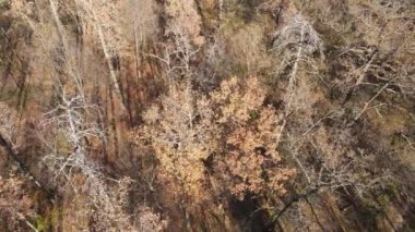 Bir sonbahar gününde ağaçlı orman