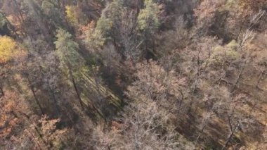 Bir sonbahar gününde ağaçlı orman