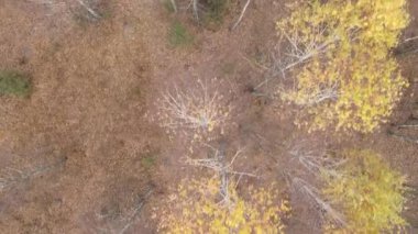 Bir sonbahar gününde ağaçlı orman