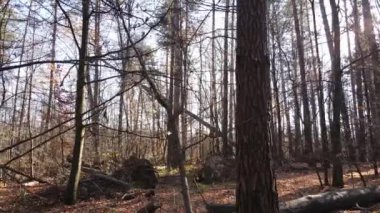 Bir sonbahar gününde ağaçlı orman