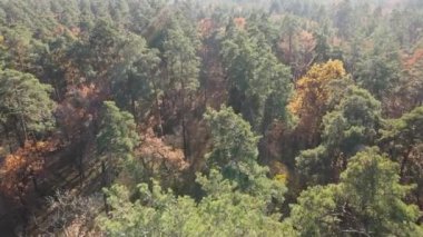 Bir sonbahar gününde ağaçlı orman