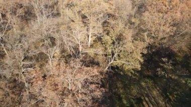 Bir sonbahar gününde ağaçlı orman