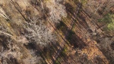 Bir sonbahar gününde ağaçlı orman