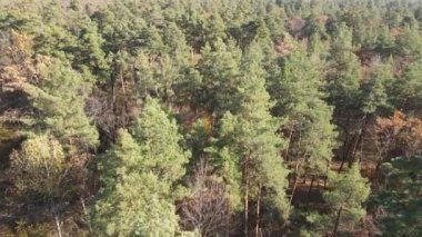 Bir sonbahar gününde ağaçlı orman