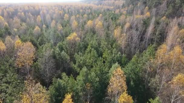 Floresta com árvores em um dia de outono — Vídeo de Stock