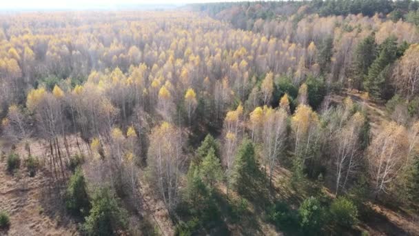 Floresta com árvores em um dia de outono — Vídeo de Stock