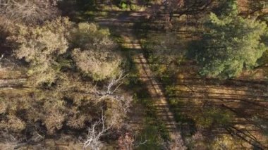 Bir sonbahar gününde ağaçlı orman