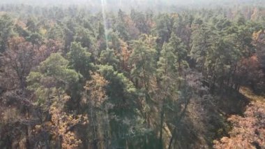 Bir sonbahar gününde ağaçlı orman