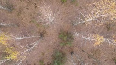 Bir sonbahar gününde ağaçlı orman