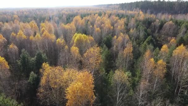 Floresta com árvores em um dia de outono — Vídeo de Stock