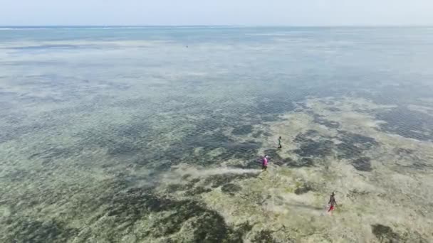 Mulheres na zona costeira na maré baixa em Zanzibar — Vídeo de Stock