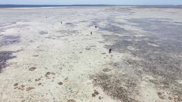 Femmes dans la zone côtière à marée basse à Zanzibar — Video