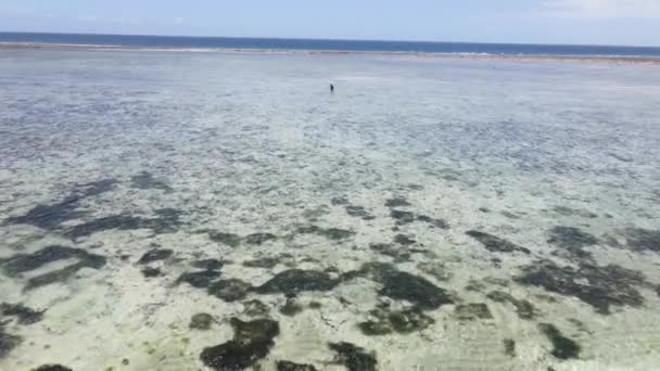 Kvinna i kustzonen vid lågvatten i Zanzibar — Stockvideo