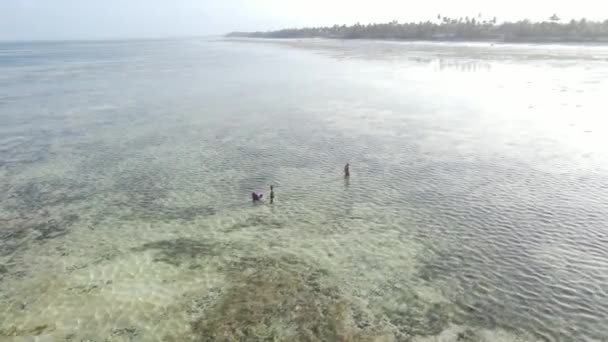 Le donne nella zona costiera con bassa marea a Zanzibar — Video Stock