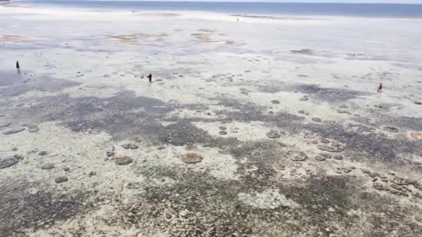 Mujeres en la zona costera con marea baja en Zanzíbar — Vídeo de stock