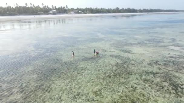 Mulheres na zona costeira na maré baixa em Zanzibar — Vídeo de Stock