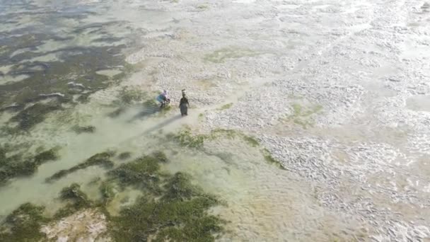 Ženy v pobřežní zóně při odlivu v Zanzibaru — Stock video