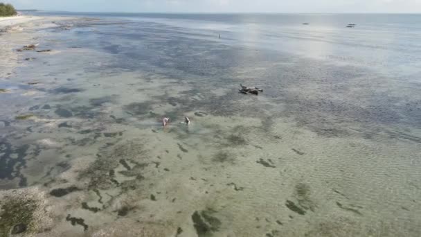 Le donne nella zona costiera con bassa marea a Zanzibar — Video Stock