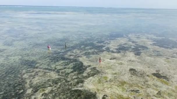 Mulheres na zona costeira na maré baixa em Zanzibar — Vídeo de Stock