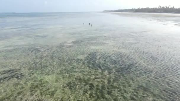 ザンジバルの干潮時海岸地帯の女性 — ストック動画