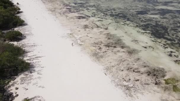 Mulher andando na praia na maré baixa maré baixa em Zanzibar — Vídeo de Stock