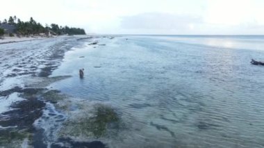 Zanzibar 'da sular çekildiğinde sahilde yürüyen bir kadın.