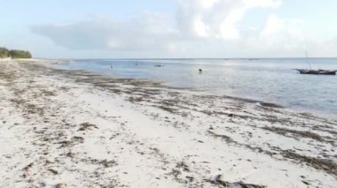 Zanzibar 'da kadınlar kıyı şeridinde gelgitte