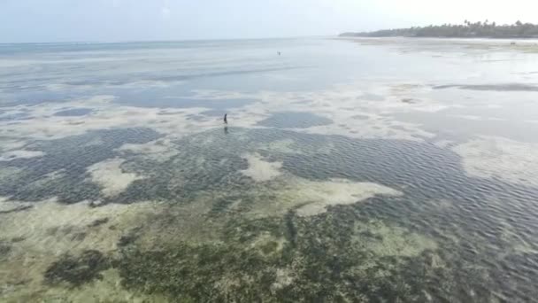 Un uomo cammina lungo la spiaggia con la bassa marea a Zanzibar, Tanzania — Video Stock