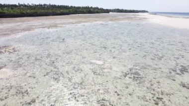 Zanzibar adasının kıyısı, Tanzanya, alçak gelgit, yavaş çekim