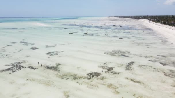 Zanzibar, Tanzanie - letecký pohled na příliv a odliv v oceánu u pobřeží — Stock video