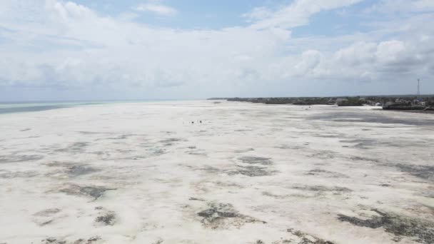 坦桑尼亚桑给巴尔海岸附近海域的低潮，缓慢运动 — 图库视频影像