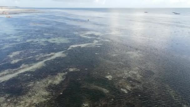 Côte de l'île de Zanzibar, Tanzanie à marée basse, ralenti — Video