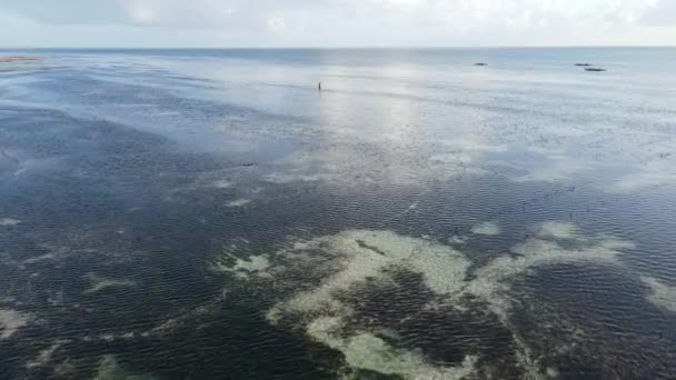 Veduta aerea della bassa marea nell'oceano vicino alla costa di Zanzibar, Tanzania, rallentatore — Video Stock