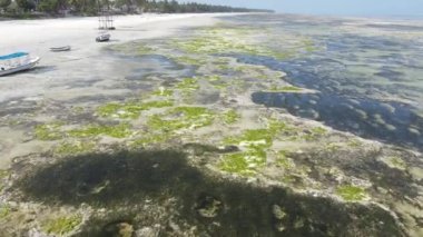 Zanzibar, Tanzanya - kıyıya yakın okyanusta alçak gelgitin havadan görüntüsü