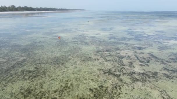 Zanzibar, Τανζανία - Αεροφωτογραφία της χαμηλής παλίρροιας στον ωκεανό κοντά στην ακτή — Αρχείο Βίντεο